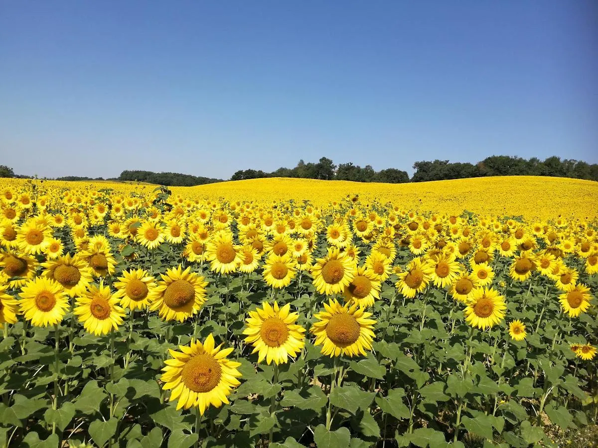 Chateau De Puissentut Bed & Breakfast Homps  0*, Homps (Gers) France